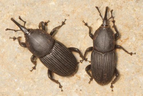 Scyphophorus acupunctatus